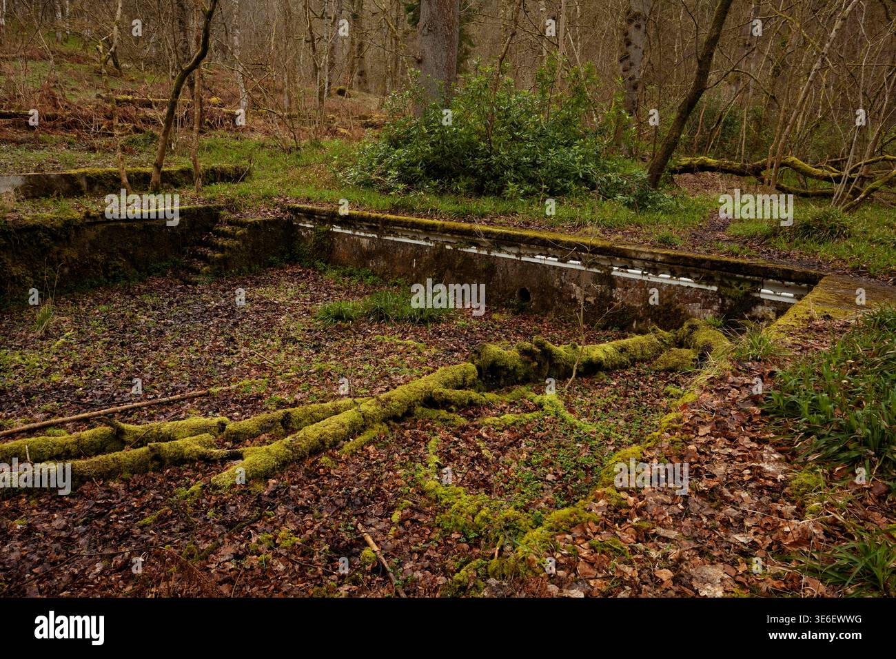 Piscina abbandonata a Irthing Wood vicino al Gisland Hall Hotel in Cumbria, Regno Unito Foto Stock