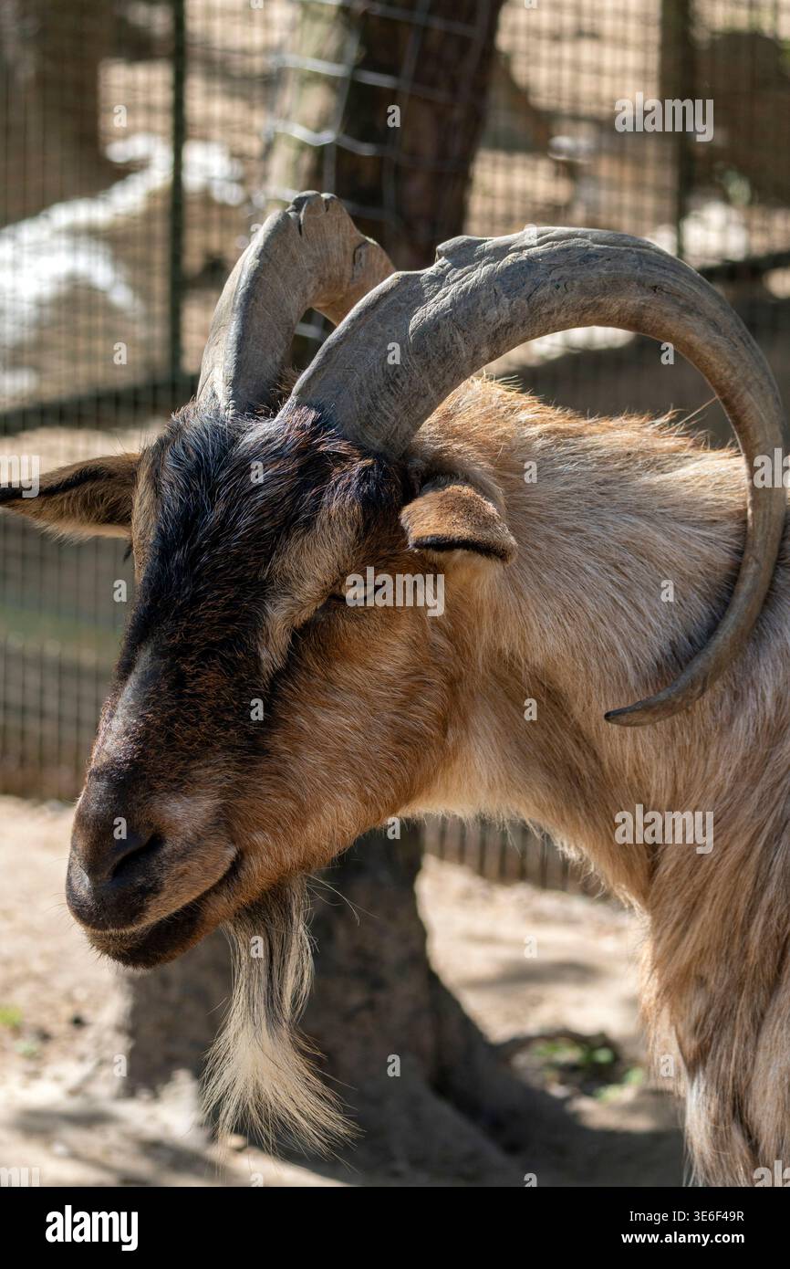 Una capra con grandi corna ricurve si erge vicino a una recinzione in un santuario faunistico. Ha una pelliccia marrone e marrone. Il sole splende luminoso intorno all'area. Foto Stock