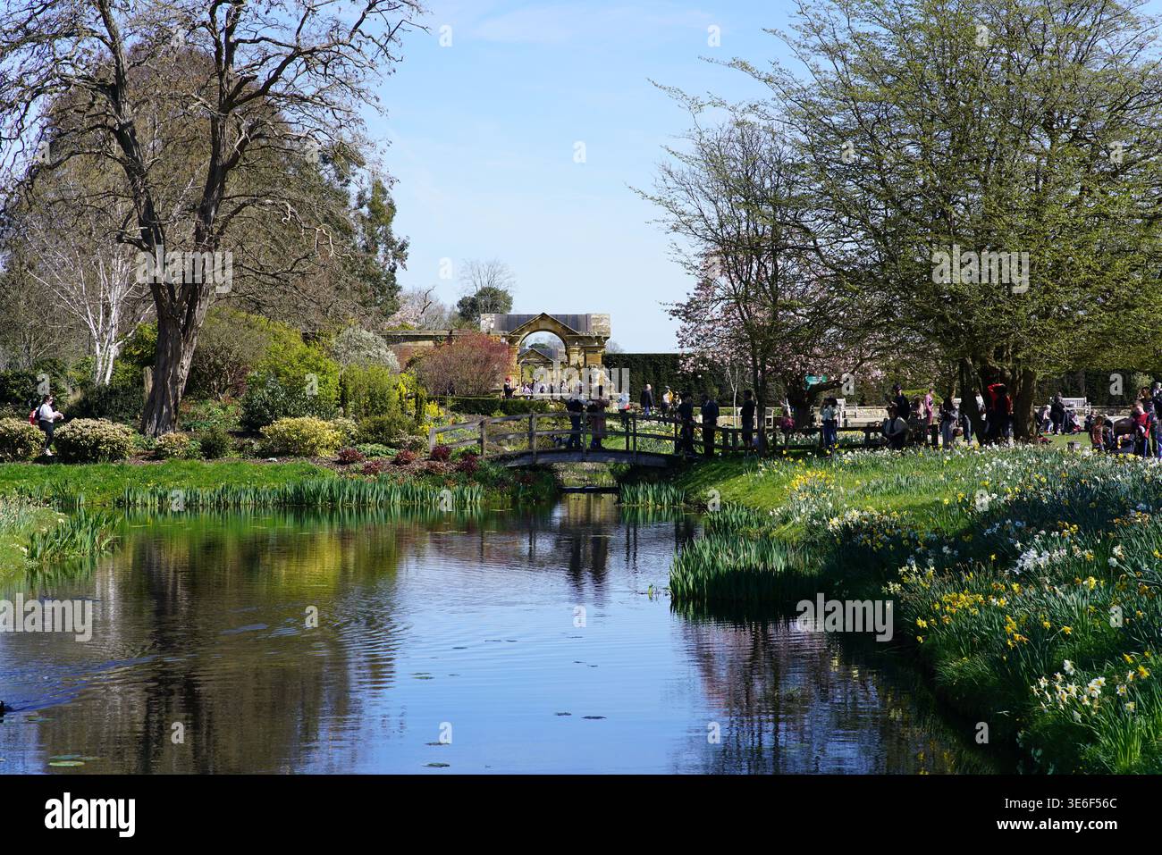 Ponte in legno sullo stagno primaverile con narcisi agli Hever Castle Gardens in una giornata di sole nel Kent, in Inghilterra. Hever Castle, Hever, Inghilterra Foto Stock