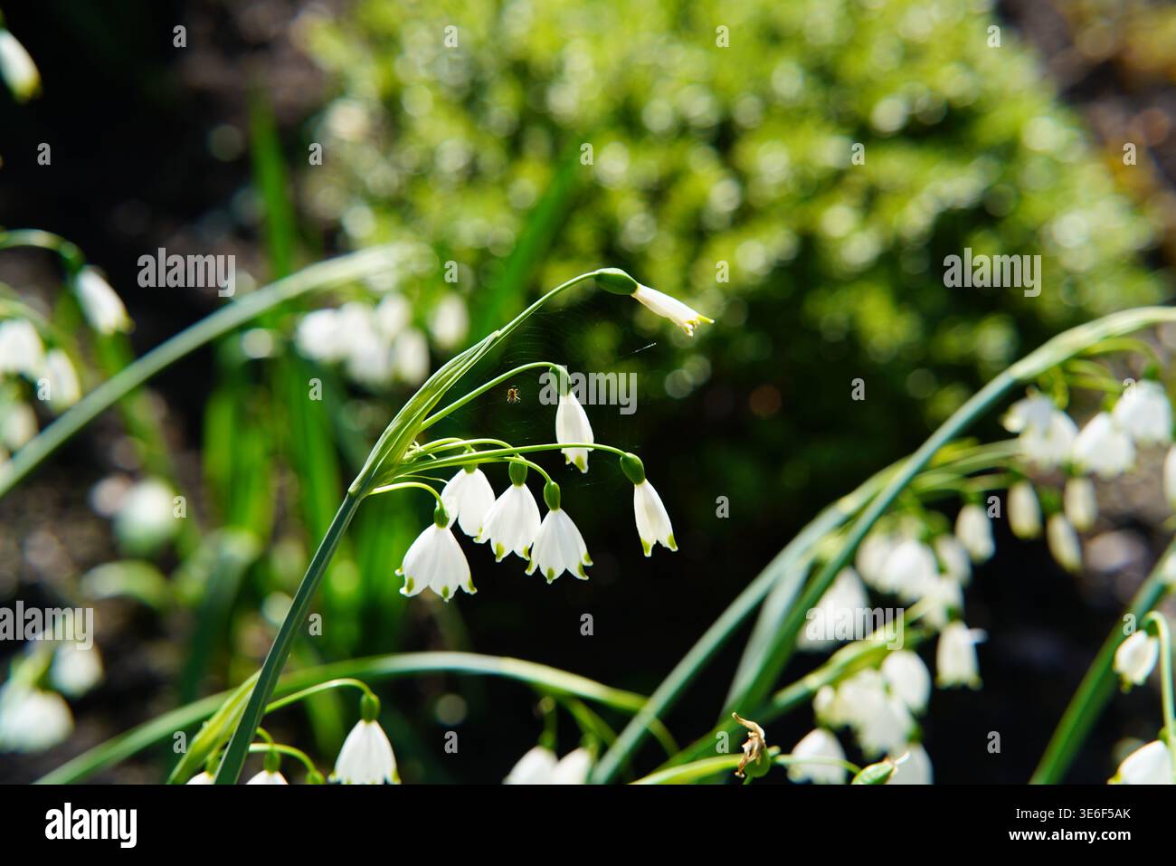 Fiori bianchi a forma di campana che fioriscono nel giardino primaverile di Hever Castle Gardens, Kent, Inghilterra. Foto Stock