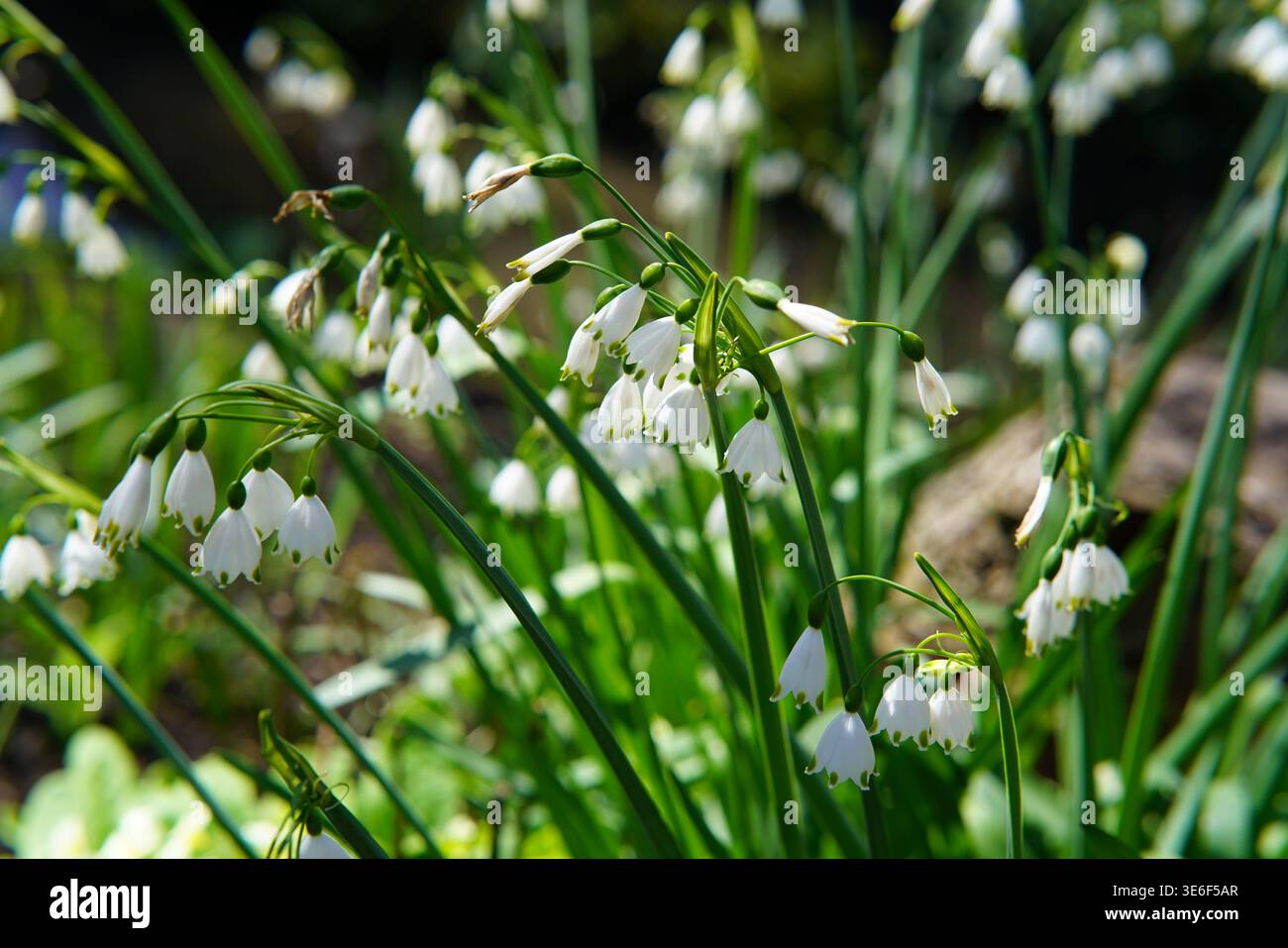 Fiori bianchi a forma di campana che fioriscono nel giardino primaverile di Hever Castle Gardens, Kent, Inghilterra. Foto Stock