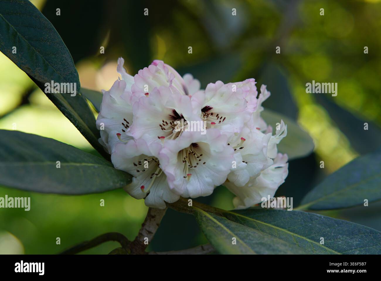 Fiori di rododendro bianchi e rosa fioriscono presso gli Hever Castle Gardens in una giornata di sole primaverili, nel Kent, in Inghilterra. Hever Castle, Hever, Inghilterra Foto Stock