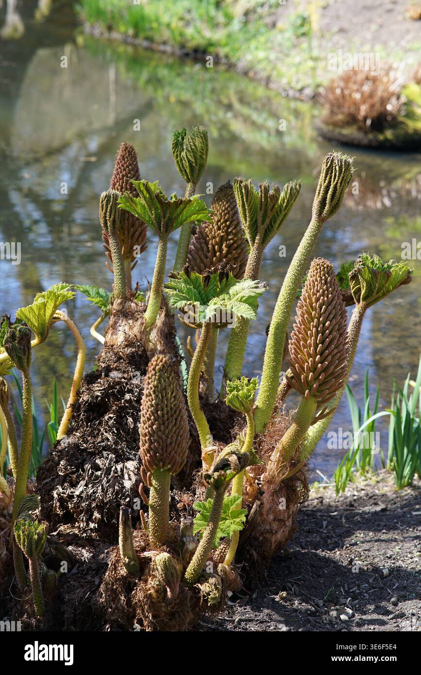 Piante emergenti di Gunnera con punte di fiori vicino all'acqua agli Hever Castle Gardens in primavera, nel Kent, in Inghilterra. Hever Castle, Hever, Inghilterra Foto Stock