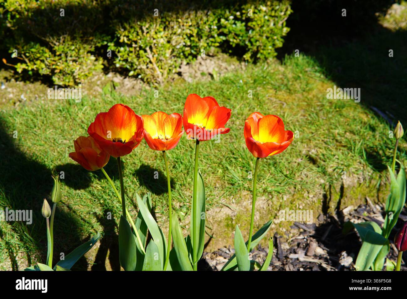 Vibranti tulipani rossi e gialli che fioriscono nel giardino primaverile degli Hever Castle Gardens in una giornata di sole nel Kent, in Inghilterra. Hever Castle, Hever, Inghilterra Foto Stock