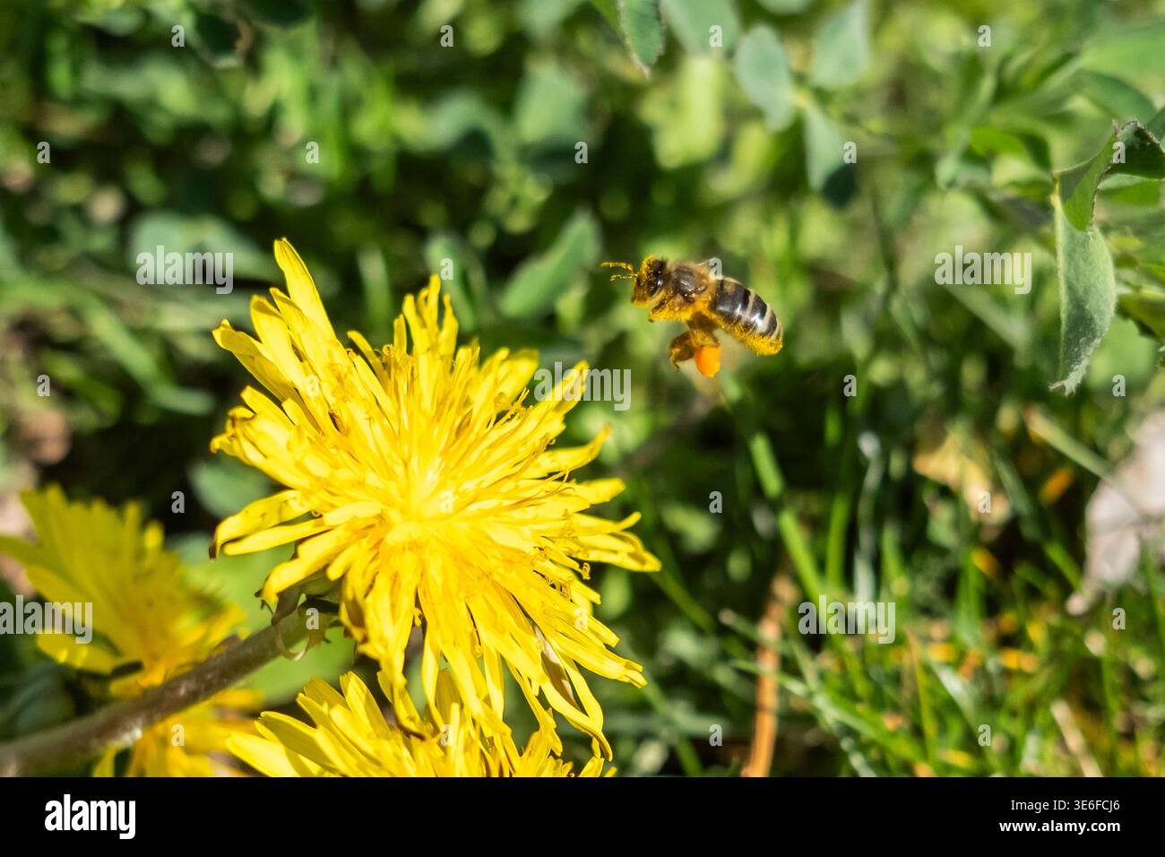 Primo piano di un'ape di miele che vola vicino a un fiore primaverile giallo brillante, trasportando polline sulle gambe, con un morbido sfondo verde bokeh, evidenziando pollina Foto Stock