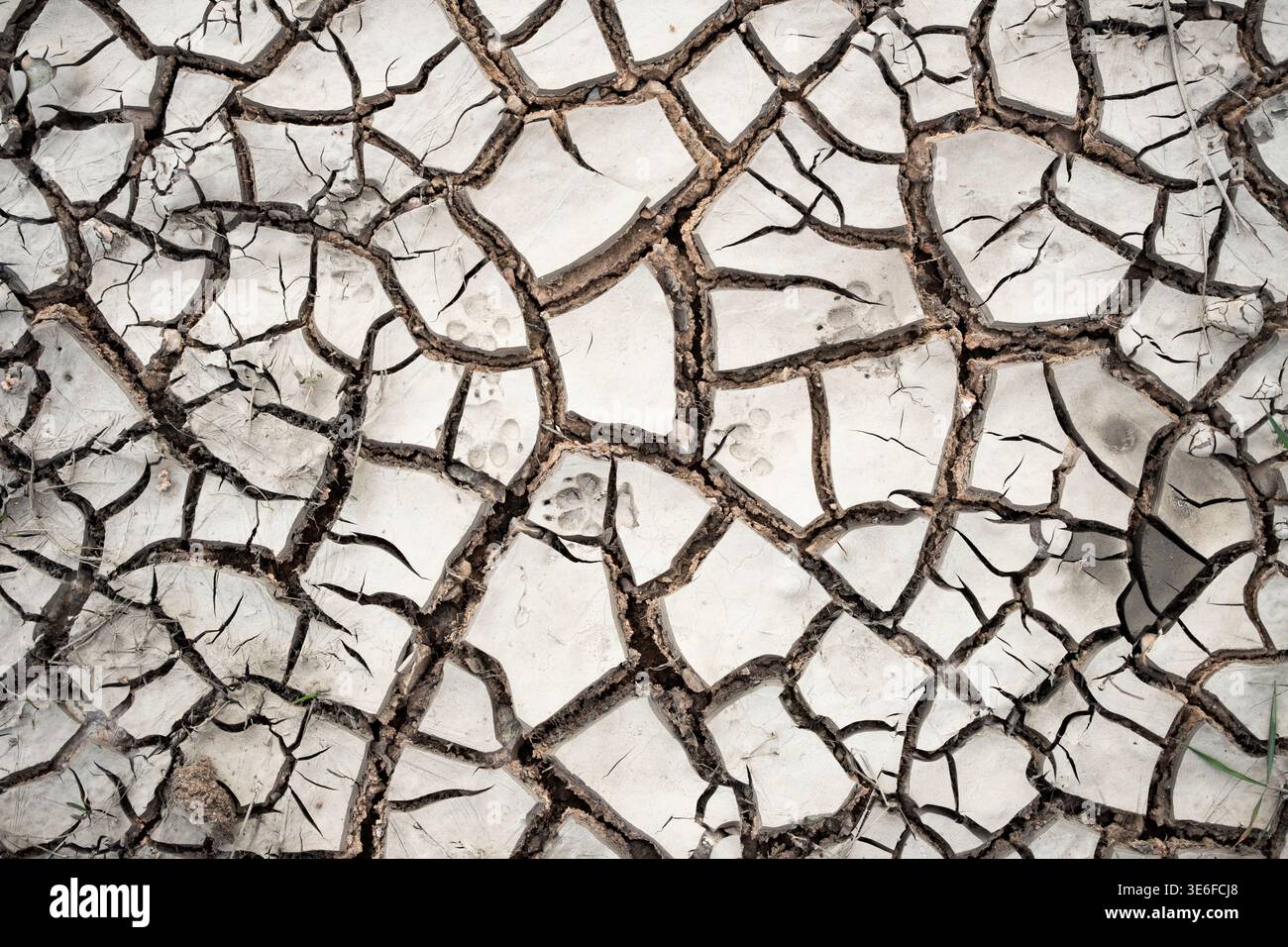 Primo piano di una terra asciutta incrinata che forma uno schema di fango astratto. Sfondo naturale e arido che illustra siccità, calore, carenza d'acqua, e. Foto Stock