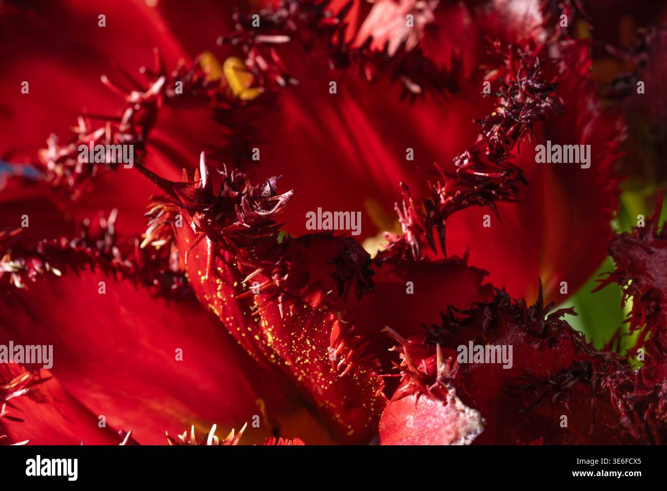 Primo piano di un tulipano Terry, che rivela i suoi vivaci petali rossi e le texture intricate. La luce del sole mette in risalto gli unici bordi frangiati del fiore, la creatina Foto Stock