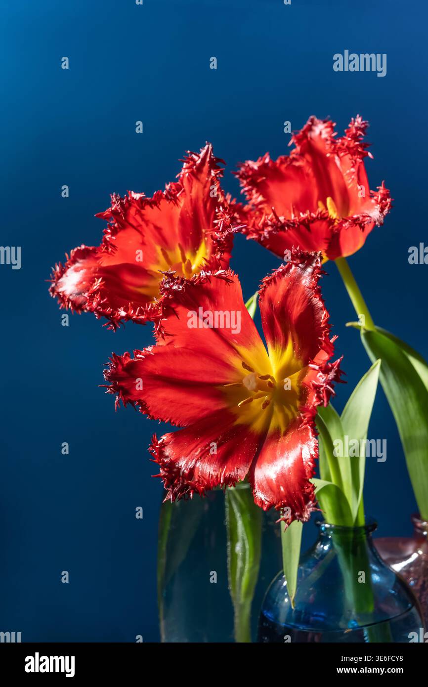 Primo piano di un vivace tulipano di spugna rosso e giallo, che mostra i suoi esclusivi petali frilly su uno sfondo blu profondo. Evidenziando i dettagli complessi Foto Stock