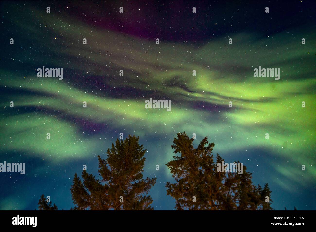 l'aurora boreale verde si snoda attraverso una notte stellata sopra i pini scuri di Tromso, Norvegia, nella Lapponia artica, catturando la natura selvaggia invernale e il northe Foto Stock