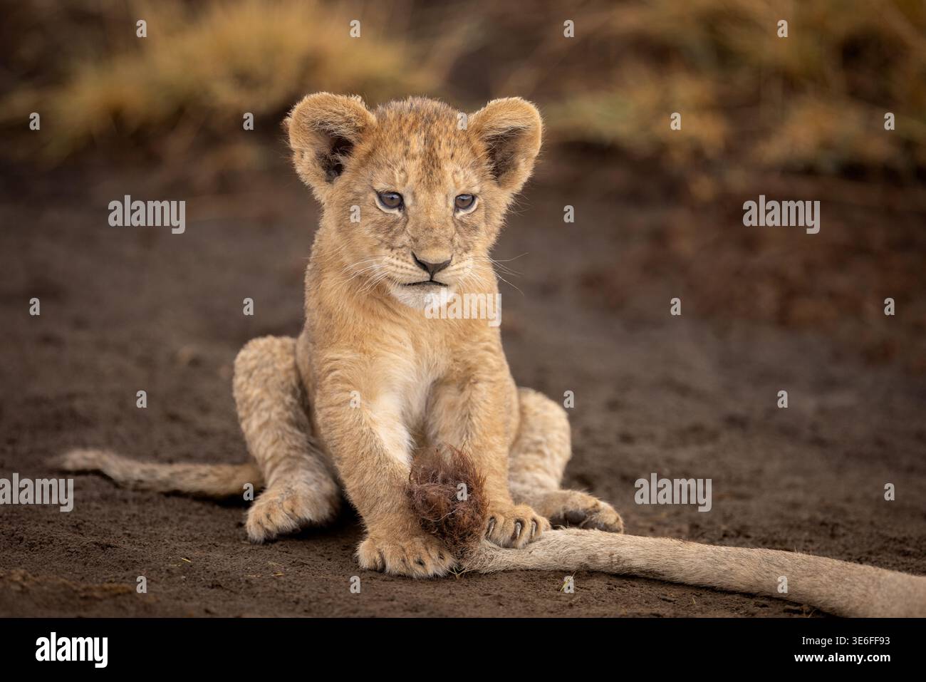 Un curioso cucciolo di leone africano (Panthera leo) seduto nello sporco e giocando con la propria coda, Ndutu Conservation area, Tanzania Foto Stock