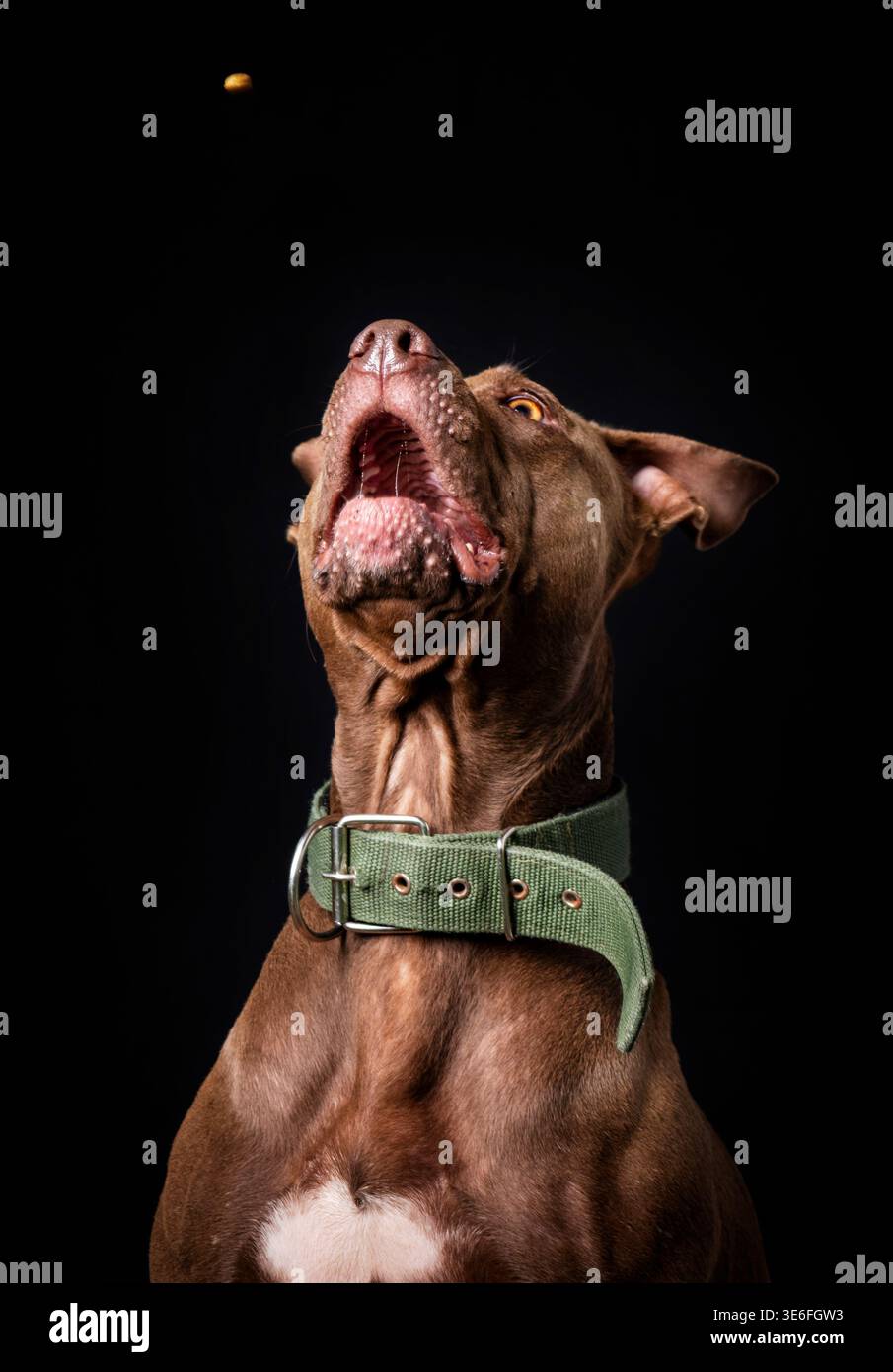 Primo piano di un cane di tipo pitbull di razza mista a bocca aperta che cattura un'aria piacevole su uno sfondo nero. Illuminazione straordinaria. Foto Stock