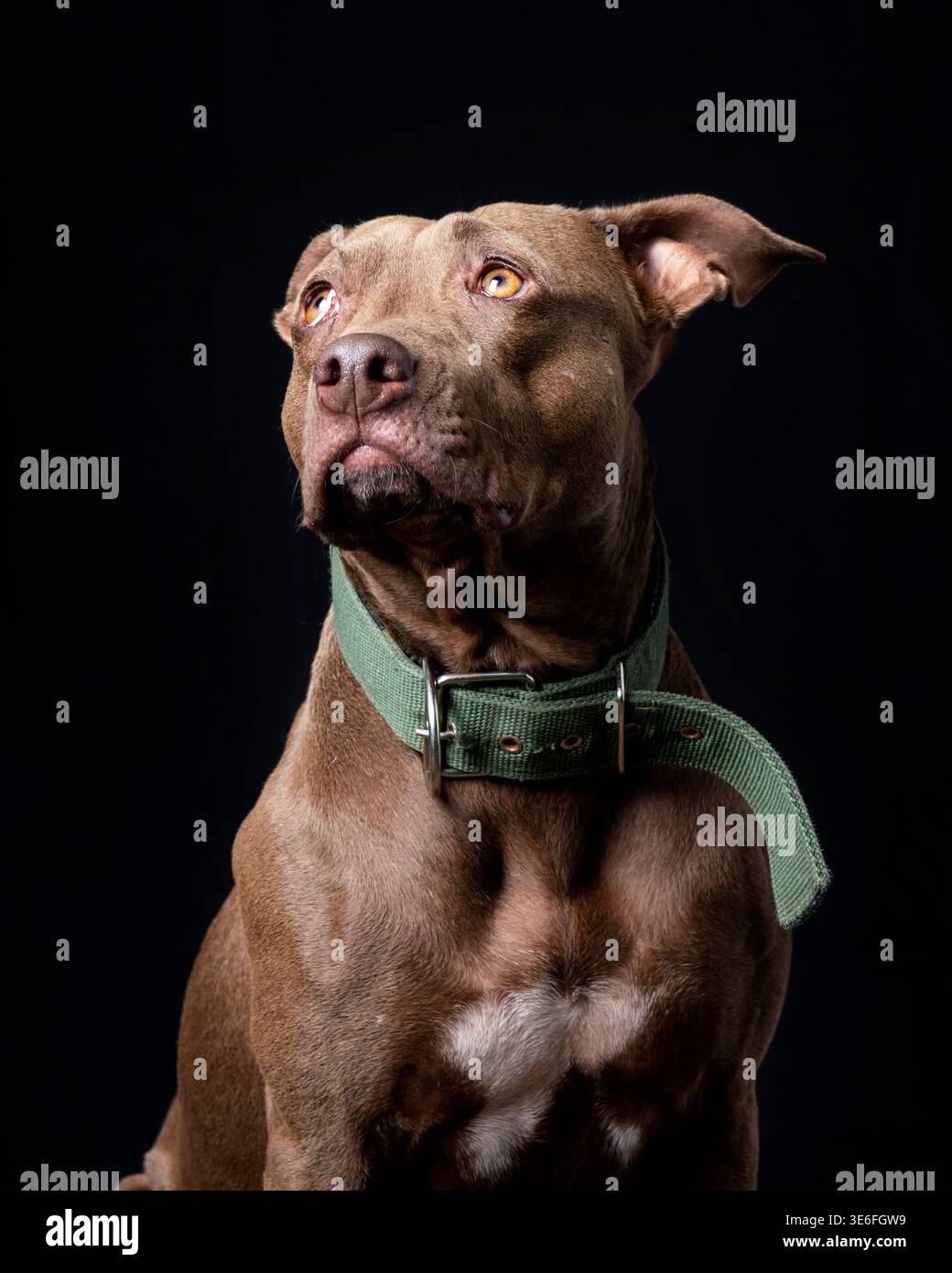 Pit Bull Portrait Looking Up on Black background Foto Stock