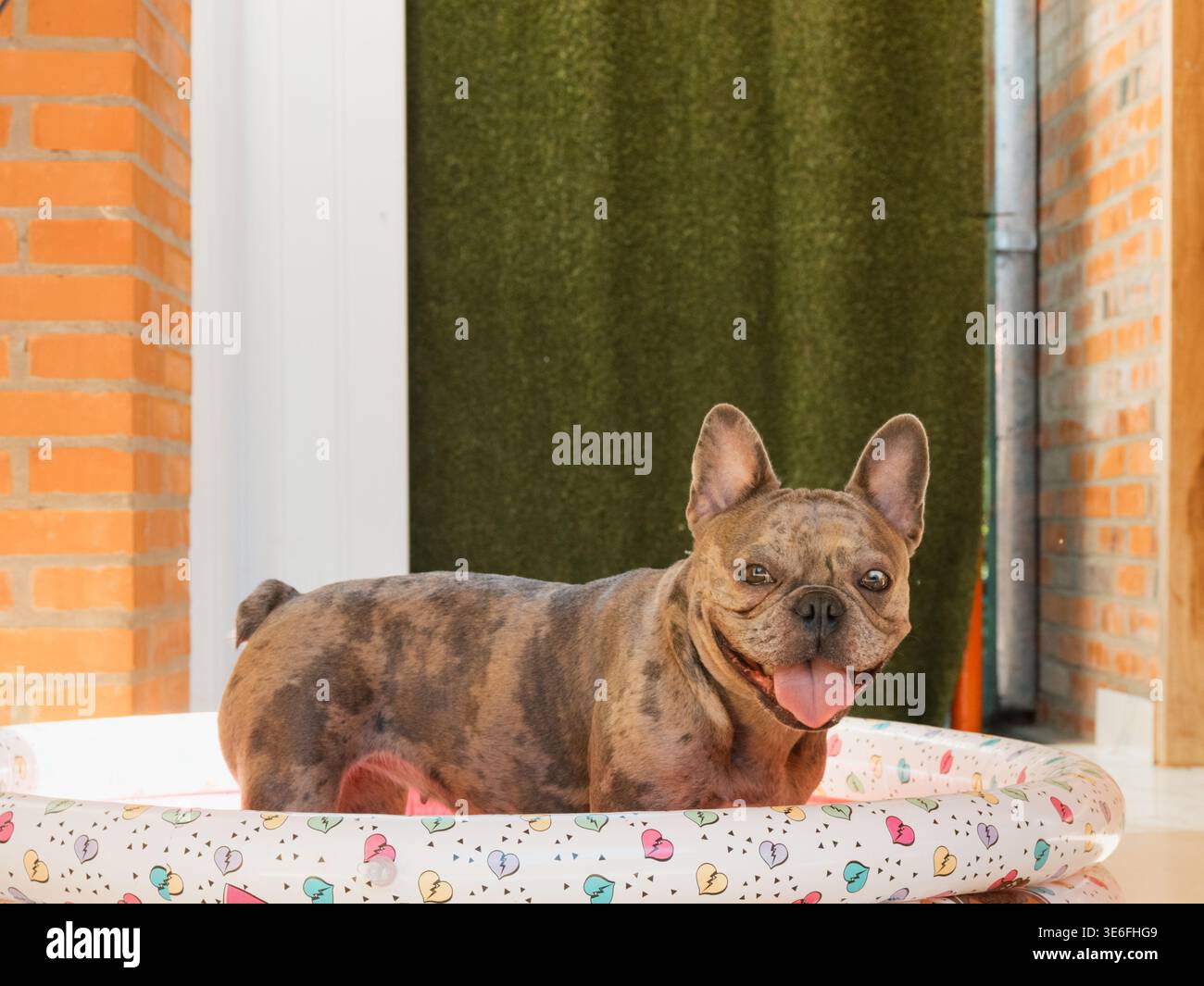 Il bulldog francese riposa felicemente su un colorato letto per animali. La calda luce del sole mette in risalto il suo rivestimento antirughe. Sorride con la lingua fuori, mostrando soddisfazione. Mattone W Foto Stock