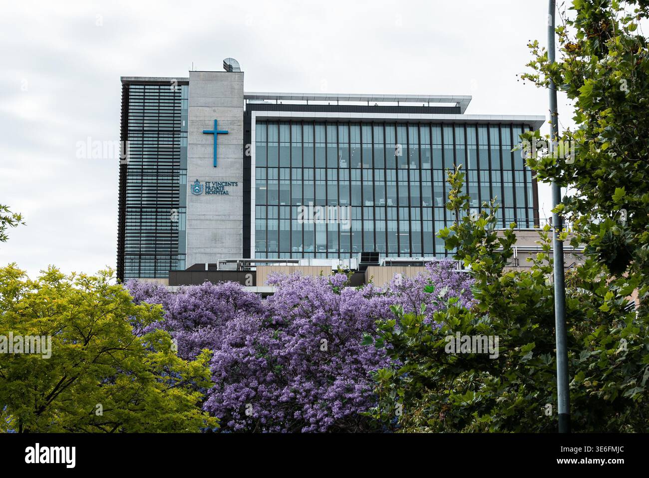 St Vincent's Private Hospital a Darlinghurst, Sydney, incorniciato da alberi viola Jacaranda. Moderna architettura clinica progettata da Hassell. Foto Stock