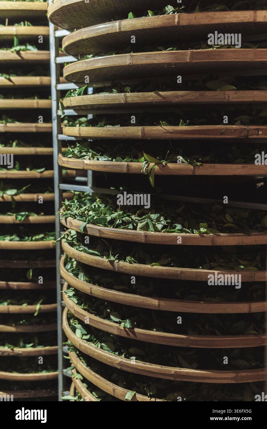 Una configurazione dal design complesso, composta da diversi vassoi di bambù riempiti di verde fresco e a foglia, innestati per l'asciugatura Foto Stock