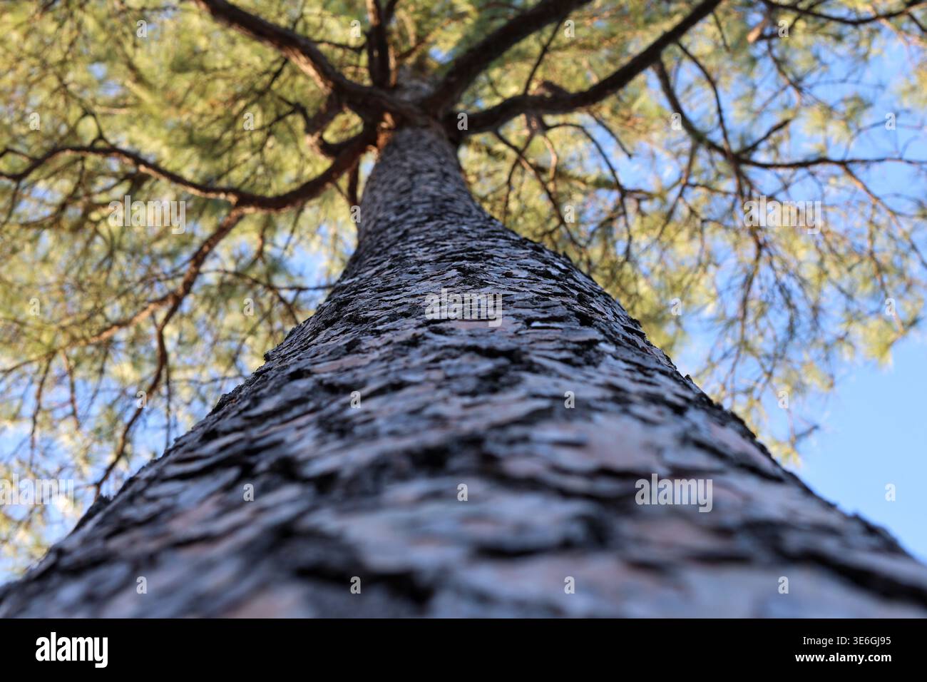 Vista verso l'alto lungo il tronco ad albero con bassa profondità di campo e prospettiva drammatica Foto Stock