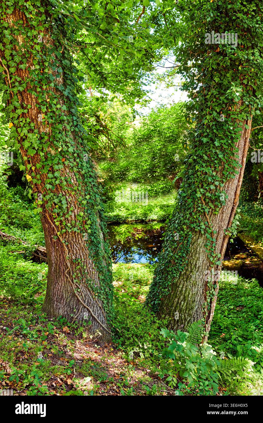 Alberi, edera e fiume nella foresta per la crescita con sostenibilità, foglie o paesaggio nella natura. Piante, cespugli e arbusti per ecosistema, prato e ruscello Foto Stock
