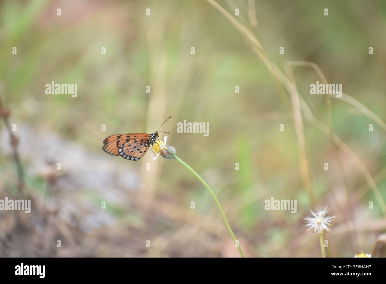 L'Acraea terpsicore, la tawny coster, è una piccola farfalla, che misura 53–64 millimetri, comune negli habitat erbosi e boscosi. Appartiene alla famiglia Nymphalidae o famiglia delle farfalle con i piedi di pennello. Ha un volo debole. È evitata dalla maggior parte dei predatori di insetti. Questa specie e il coster giallo (Acraea issoria) sono gli unici due rappresentanti indiani della tribù prevalentemente africana degli Acraeini. Sri Lanka. Foto Stock