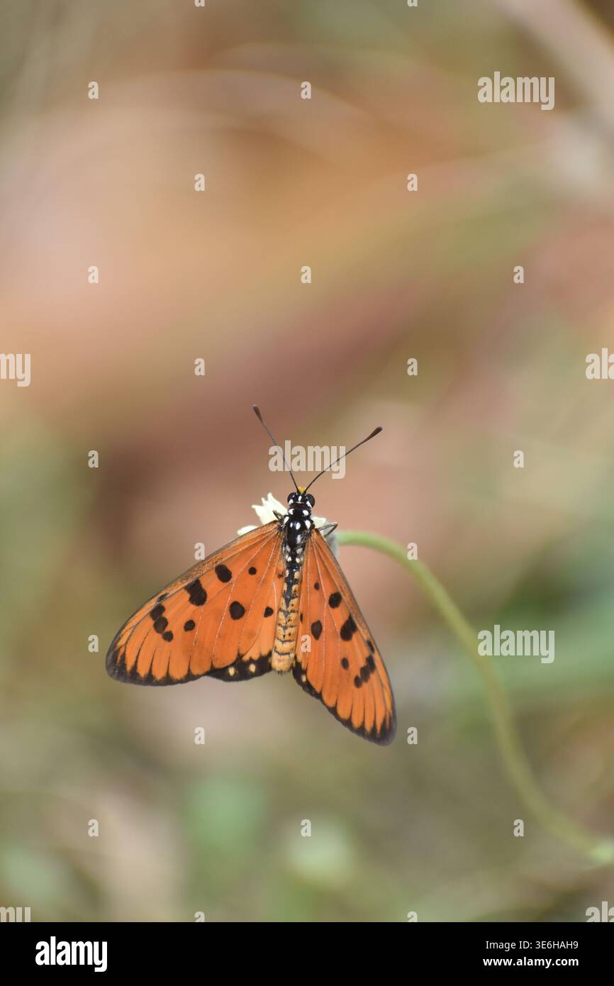L'Acraea terpsicore, la tawny coster, è una piccola farfalla, che misura 53–64 millimetri, comune negli habitat erbosi e boscosi. Appartiene alla famiglia Nymphalidae o famiglia delle farfalle con i piedi di pennello. Ha un volo debole. È evitata dalla maggior parte dei predatori di insetti. Questa specie e il coster giallo (Acraea issoria) sono gli unici due rappresentanti indiani della tribù prevalentemente africana degli Acraeini. Sri Lanka. Foto Stock