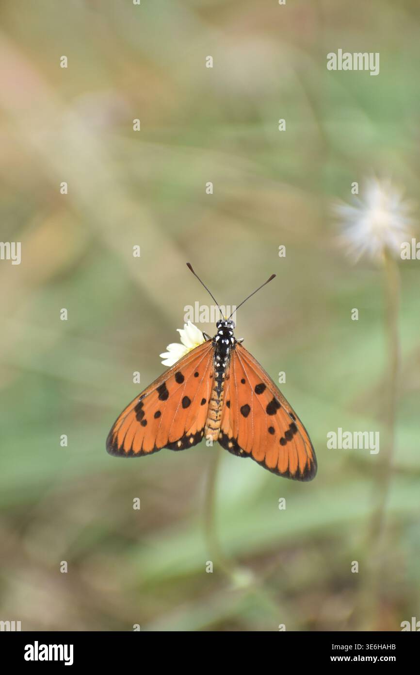 L'Acraea terpsicore, la tawny coster, è una piccola farfalla, che misura 53–64 millimetri, comune negli habitat erbosi e boscosi. Appartiene alla famiglia Nymphalidae o famiglia delle farfalle con i piedi di pennello. Ha un volo debole. È evitata dalla maggior parte dei predatori di insetti. Questa specie e il coster giallo (Acraea issoria) sono gli unici due rappresentanti indiani della tribù prevalentemente africana degli Acraeini. Sri Lanka. Foto Stock
