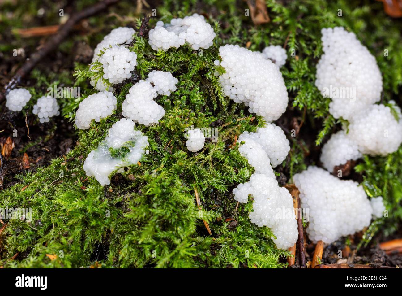 plasmodium bianco (massa simile a un uovo) di muffa di melma del tubo di cioccolato tra muschio, New Forest, Hampshire, Regno Unito Foto Stock