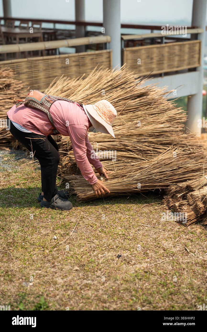Thatcher che organizza cumuli di paglia organica essiccata per la riparazione del tetto, raccogliendo paglia nelle pulegge scanalate. Foto Stock