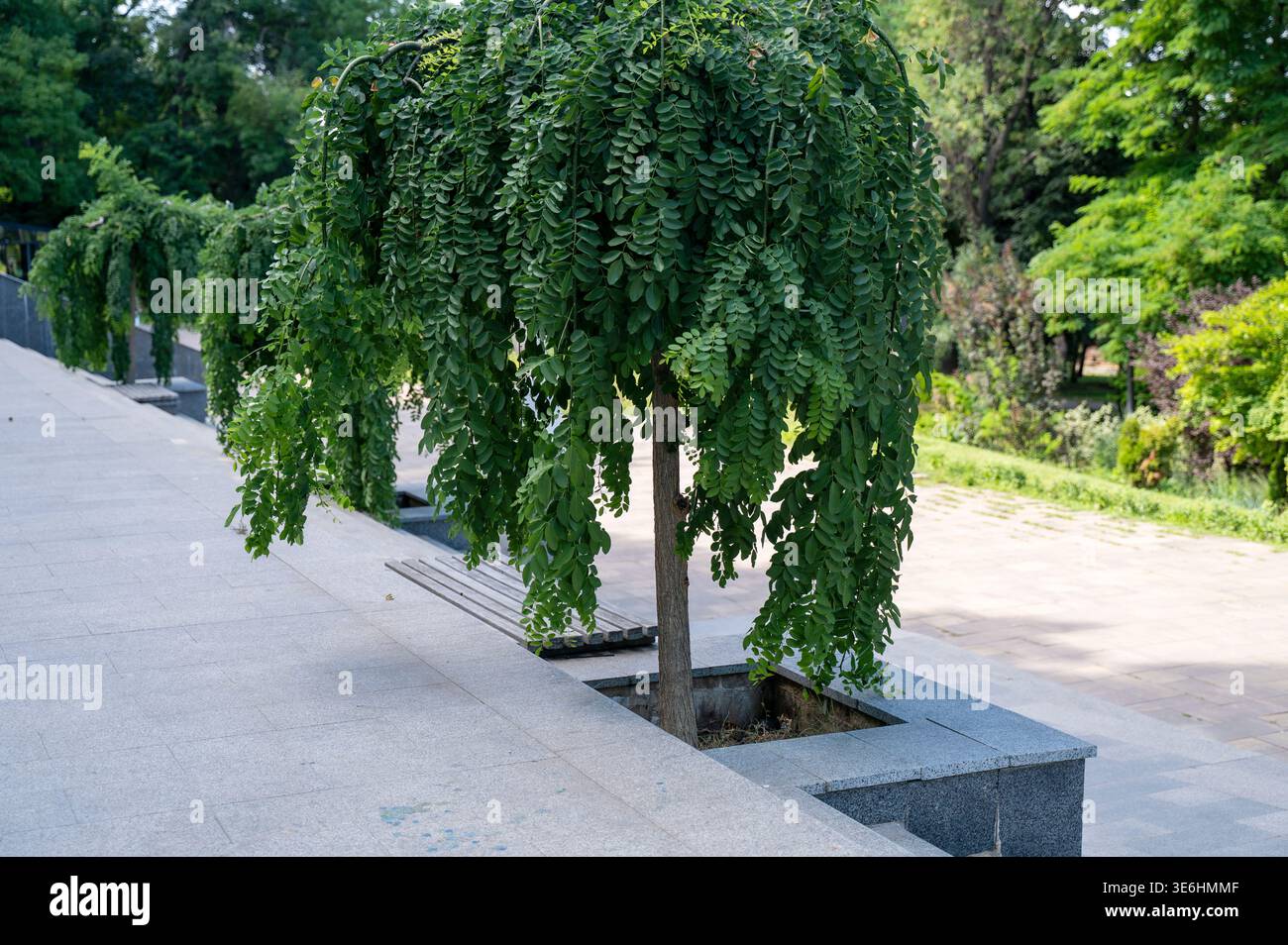 Moderno parco cittadino con alberi verdi e pavimentazione in piastrelle di granito. Ambiente urbano pulito. Concetto di design sostenibile del paesaggio e benessere della città. Foto Stock