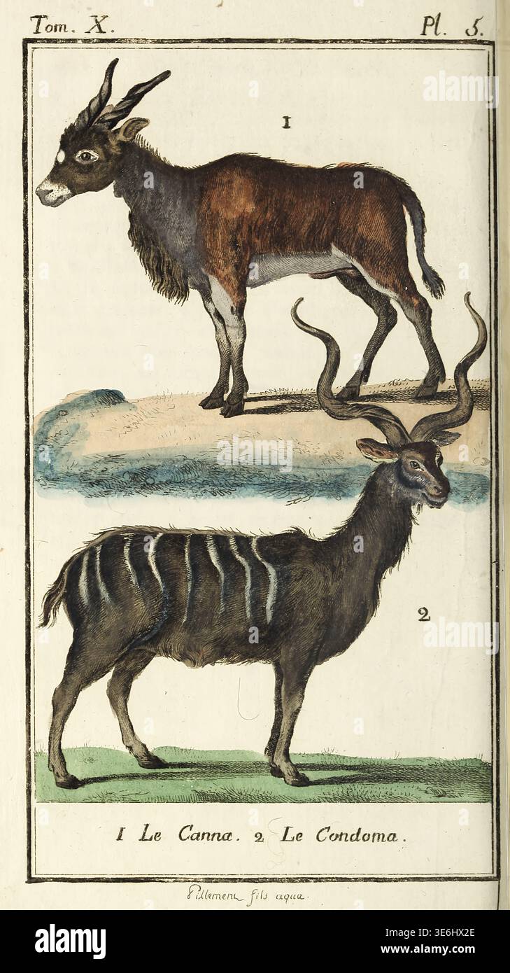 Due antilopi, un eland e un kudu, mostrano caratteristiche distintive della fauna selvatica africana in questa antica storia scientifica naturale incisa dalle opere di Buffon. Dal volume 10 Histoire naturelle, générale et particuliere. Quadrupèdes. [Storia naturale, generale e specifica. Quadrupedi.] Tomé X / par M. le Comte de Buffon di Georges Louis Leclerc de Buffon pubblicato nel 1787 Foto Stock
