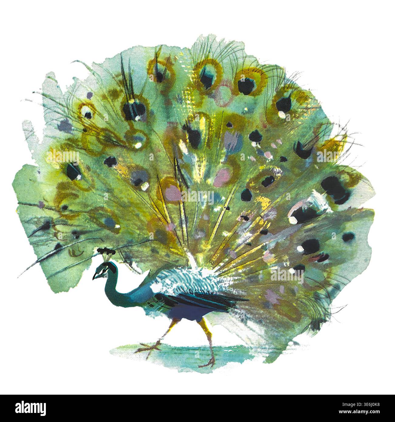 Pavone che cammina con la sua coda fannata, mostrando una colorata esposizione di macchie oculari e piume, raffigurando caratteristiche di bellezza, grazia e vanità nell'illustrazione ad acquerello. Parabole animali e favole della volpe 1966 Foto Stock