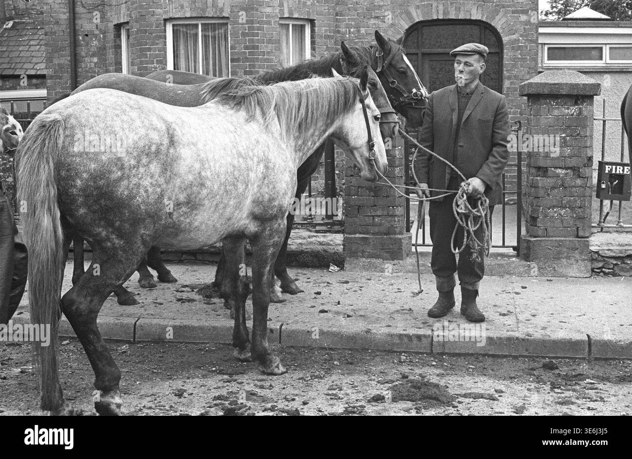 Fiera dei cavalli durante la Puck Fair nel villaggio di Killorgin, contea di Kerry, Irlanda. 1980 credito: Tom Kennedy/Photo12 Foto Stock