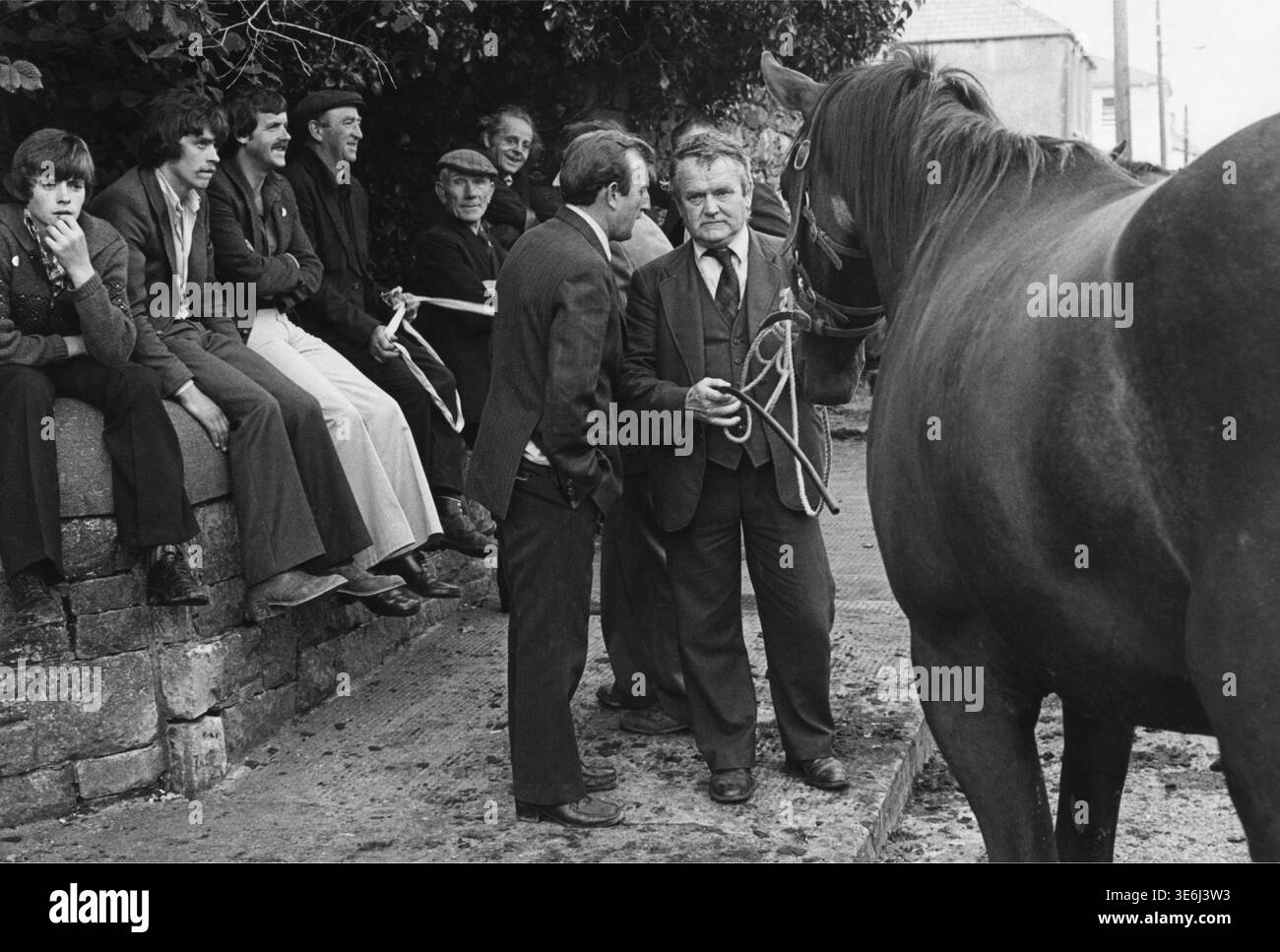 Fiera dei cavalli durante la Puck Fair nel villaggio di Killorgin, contea di Kerry, Irlanda. 1980 credito: Tom Kennedy/Photo12 Foto Stock