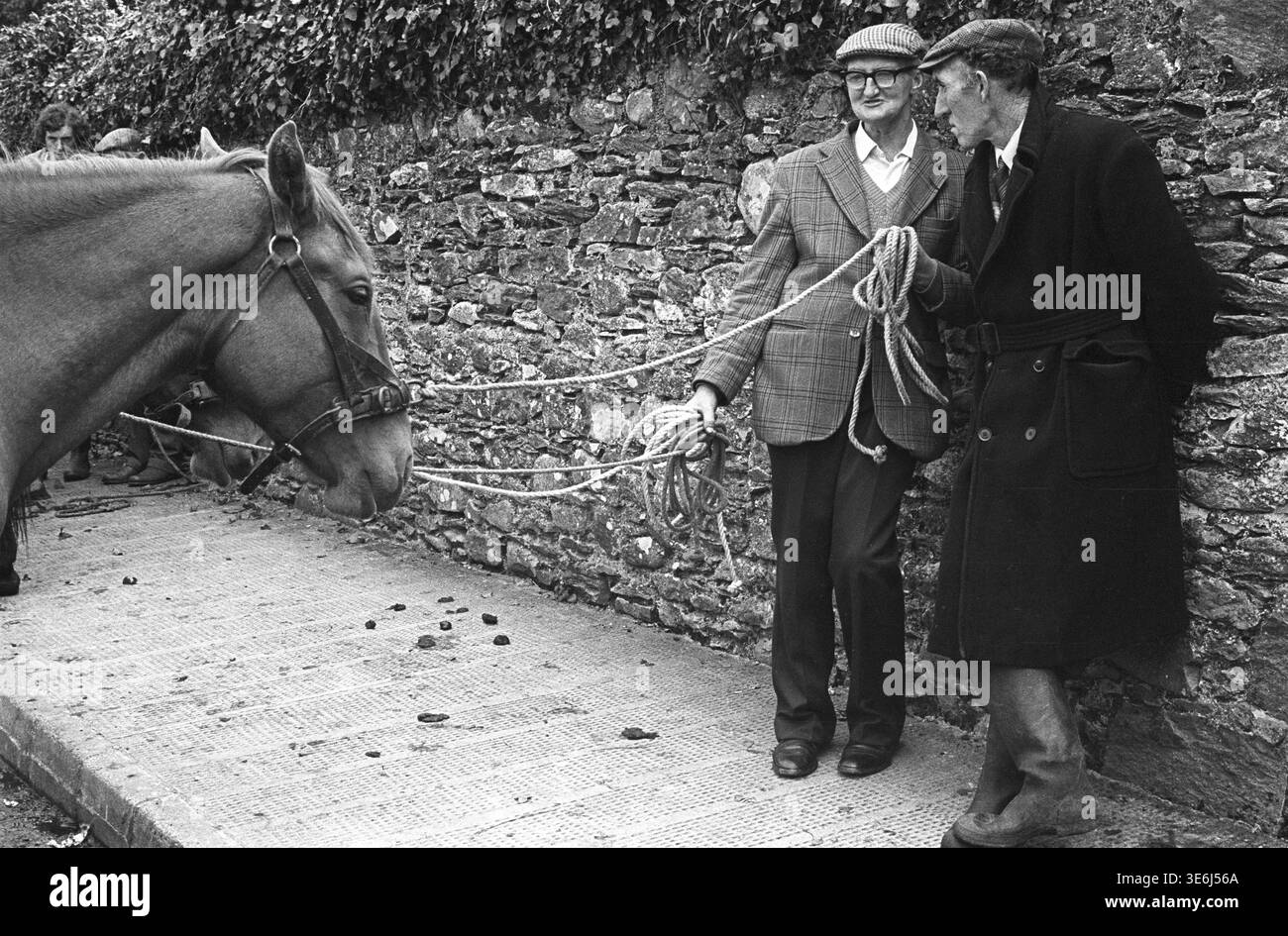 Fiera dei cavalli durante la Puck Fair nel villaggio di Killorgin, contea di Kerry, Irlanda. 1980 credito: Tom Kennedy/Photo12 Foto Stock