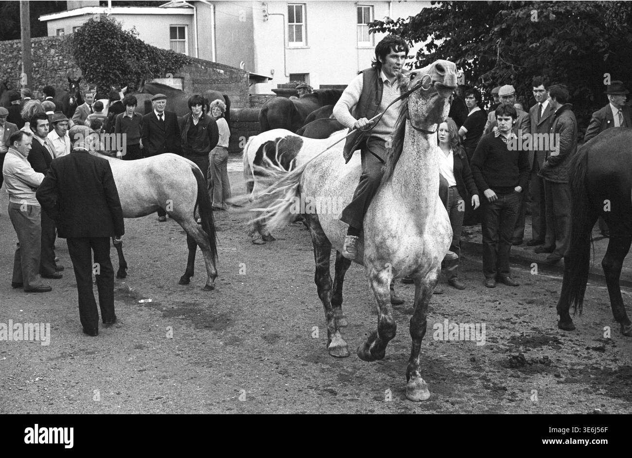 Fiera dei cavalli durante la Puck Fair nel villaggio di Killorgin, contea di Kerry, Irlanda. 1985 credito: Tom Kennedy/Photo12 Foto Stock