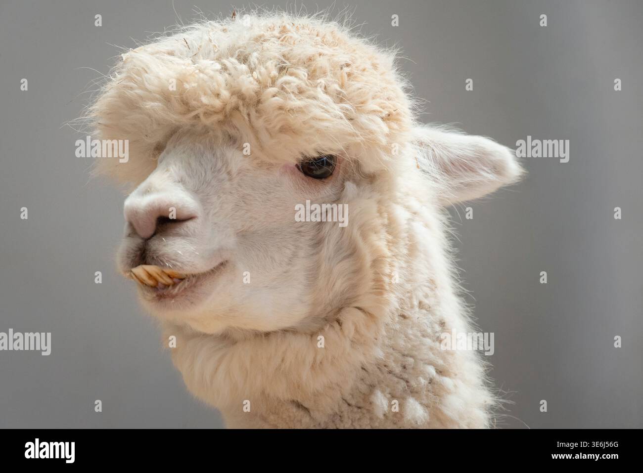 Colpo alla testa di un Alpaca, Vicugna Pacos Foto Stock