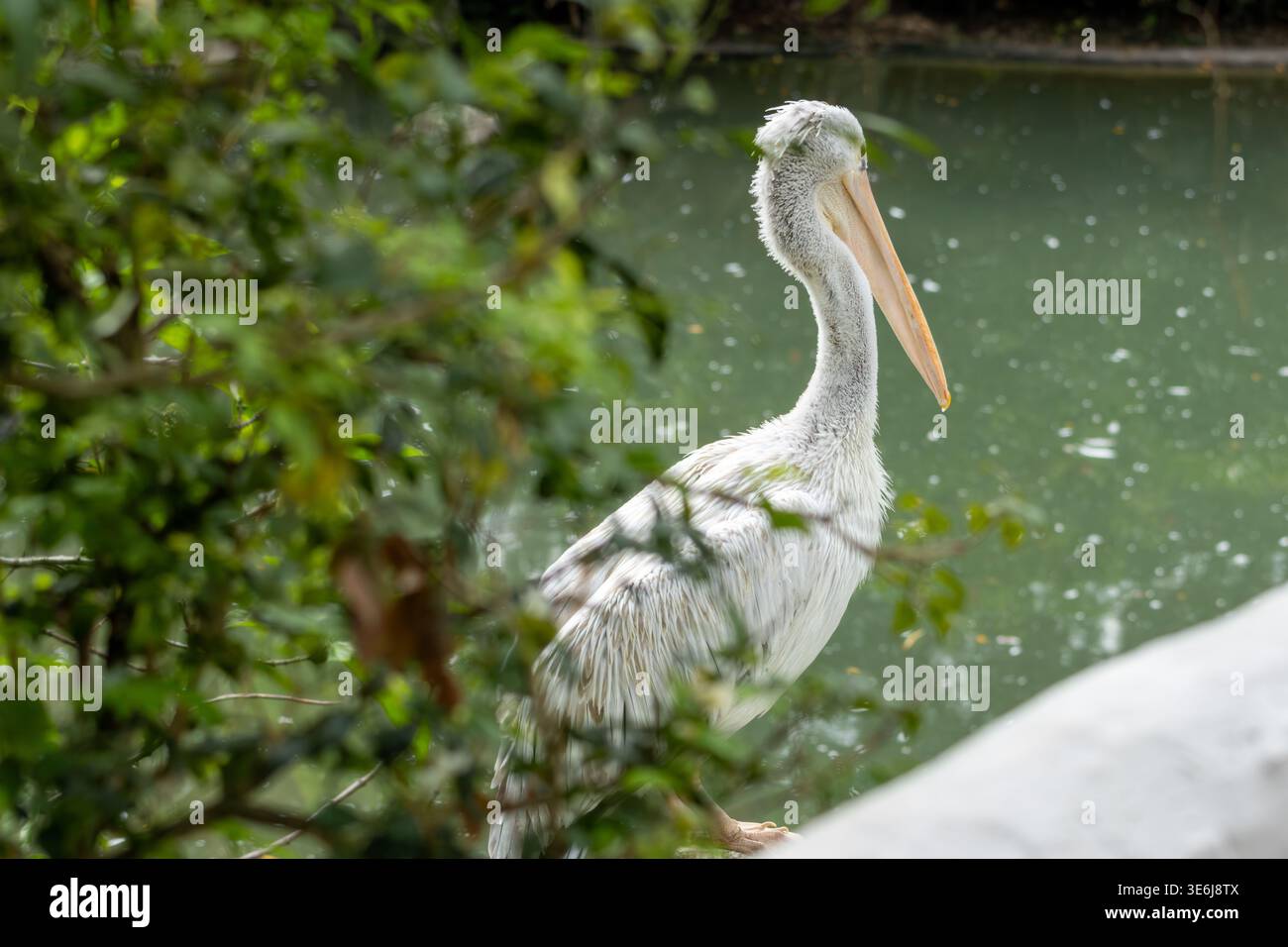 Pellicano bianco che riposa accanto alle acque calme con un ambiente verde naturale, catturando una tranquilla scena faunistica. Foto Stock