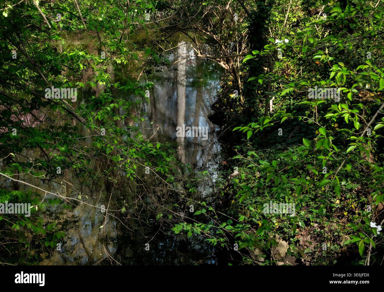 Un albero di Sycamore su una riva del fiume Foto Stock