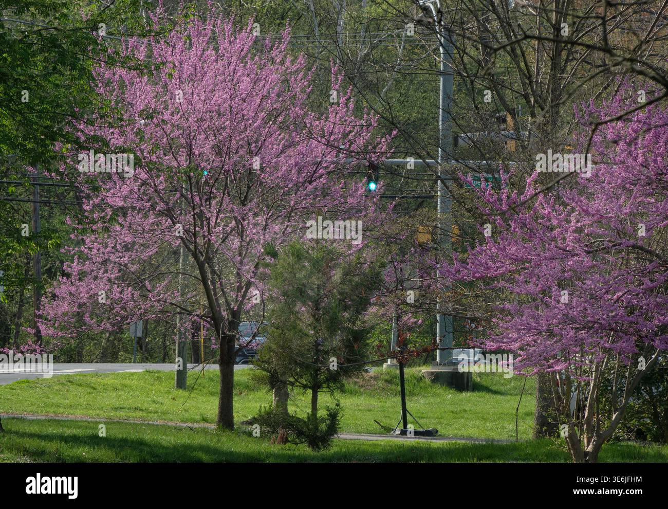 Redbud Orientale lungo una strada del parco Foto Stock