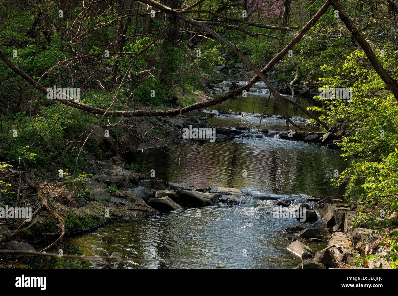 Un albero di Sycamore su una riva del fiume Foto Stock