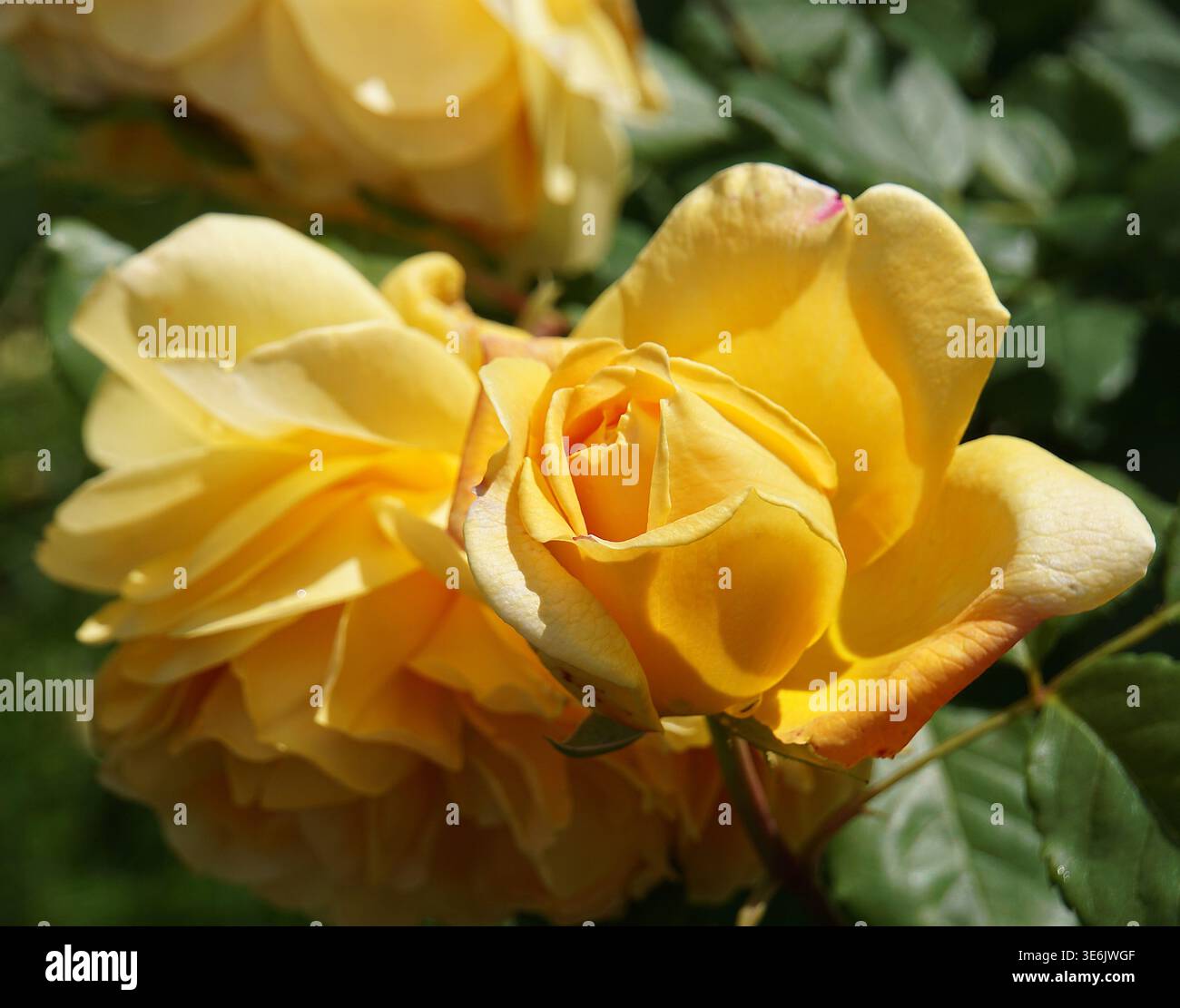 Immagine dettagliata di un classico bocciolo di rosa giallo vibrante con sfondo del giardino di rose gialle mature completamente aperte. Foto Stock
