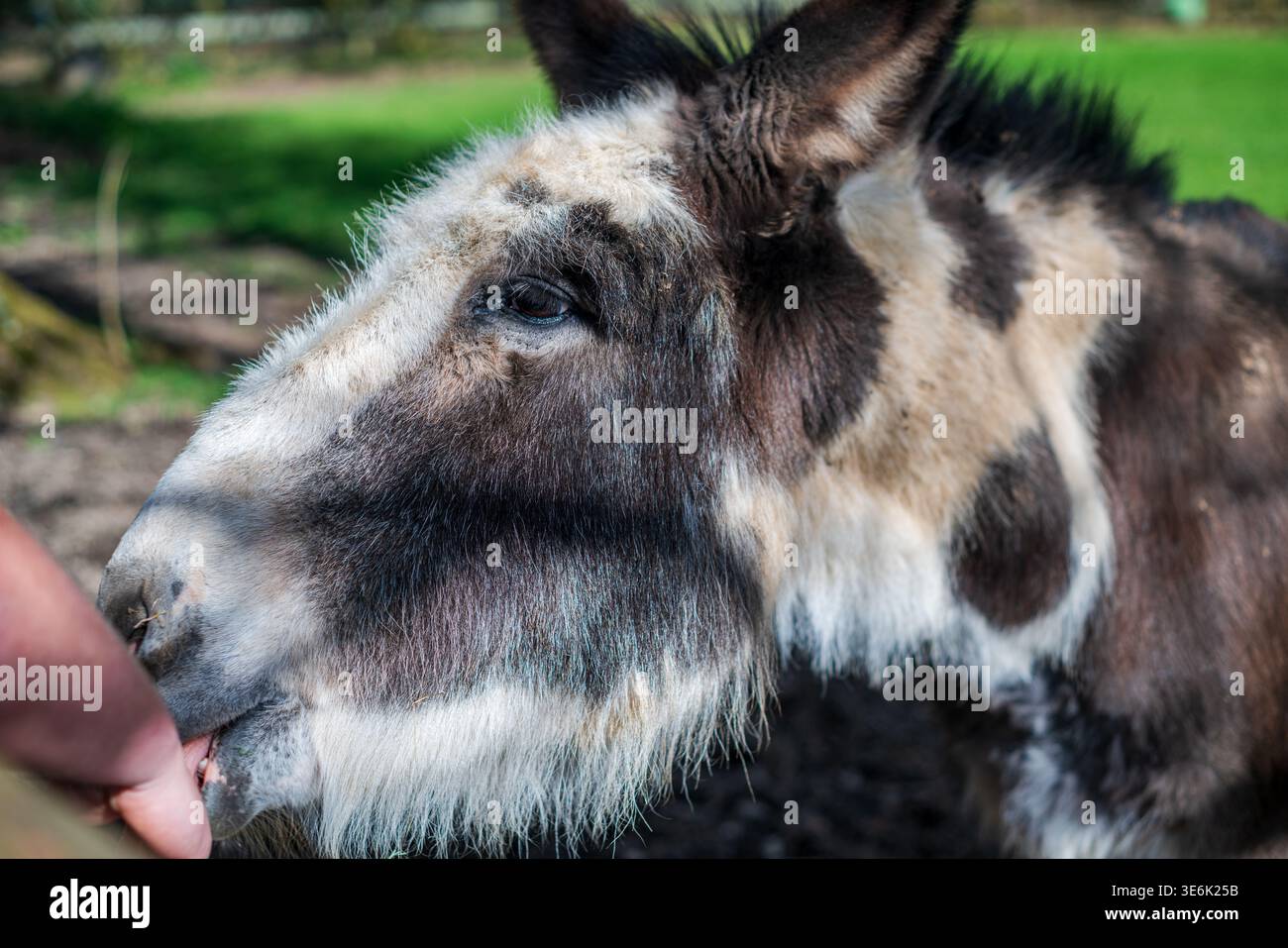 Primo piano dell'asino domestico (Equus asinus) alimentato da mano umana in ambiente rurale Foto Stock