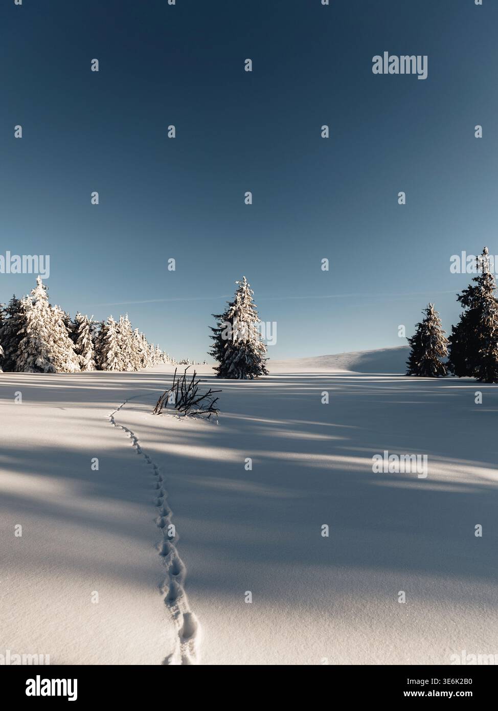Paesaggio invernale minimalista con innevate incontaminate sotto il cielo azzurro e piste di animali che conducono verso pini ricoperti di gelo che creano lunghe ombre. Foto Stock