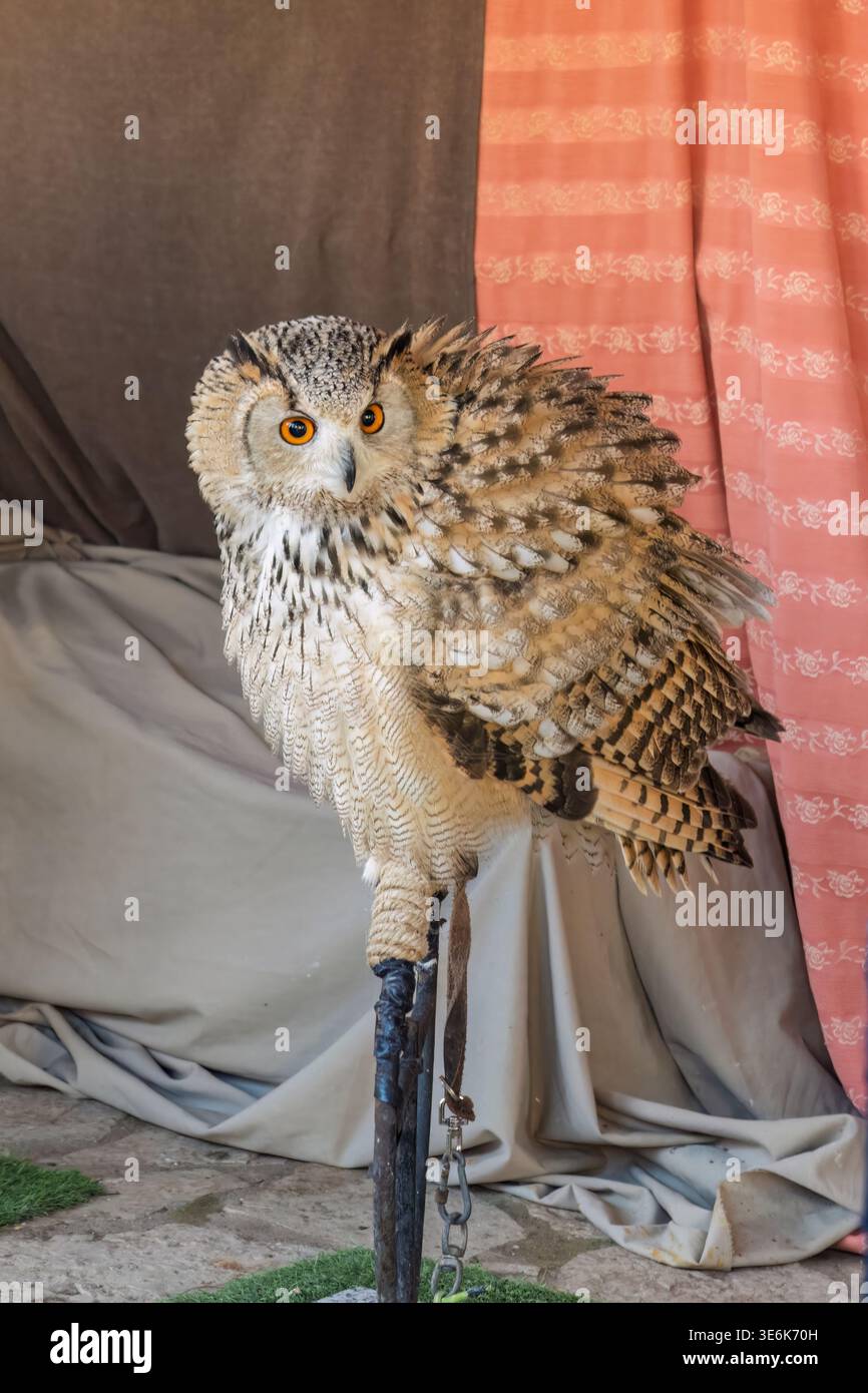 Un maestoso gufo di aquila con piume gonfiate si trova su uno stand al Mercado Medieval di Vila-Real, Castellón. Foto Stock