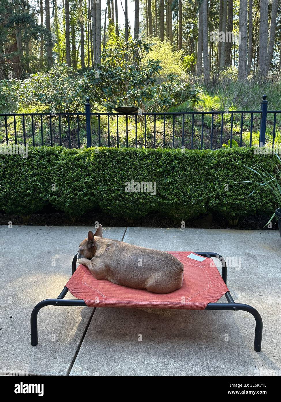 Un grazioso Bulldog francese marrone che dorme su un letto all'aperto su un patio con un bellissimo giardino e una foresta sullo sfondo. Foto Stock