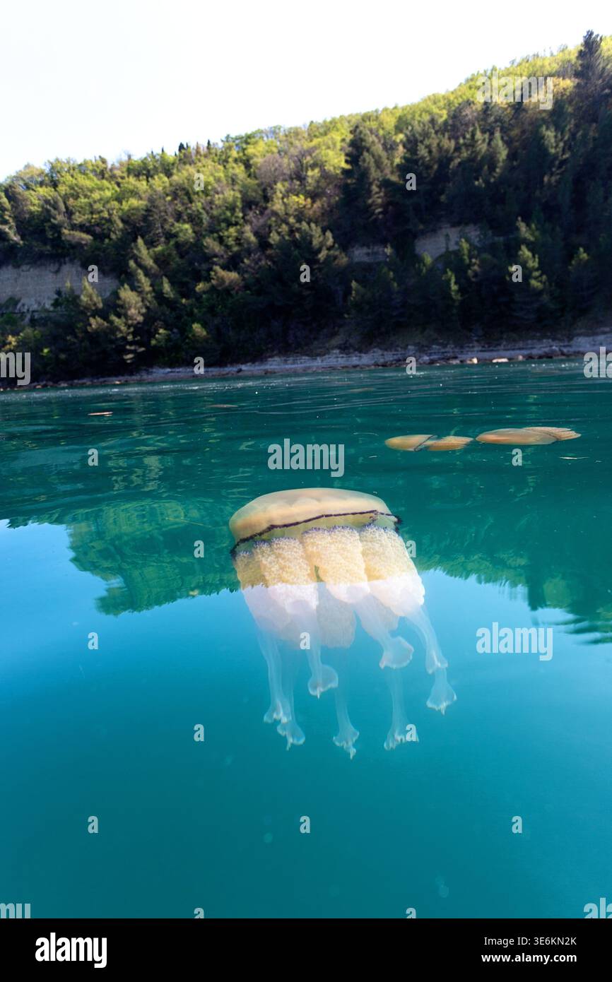 Vista spaccata della medusa Cotylorhiza tuberculata con verdi scogliere boscose all'orizzonte, Slovenia Foto Stock