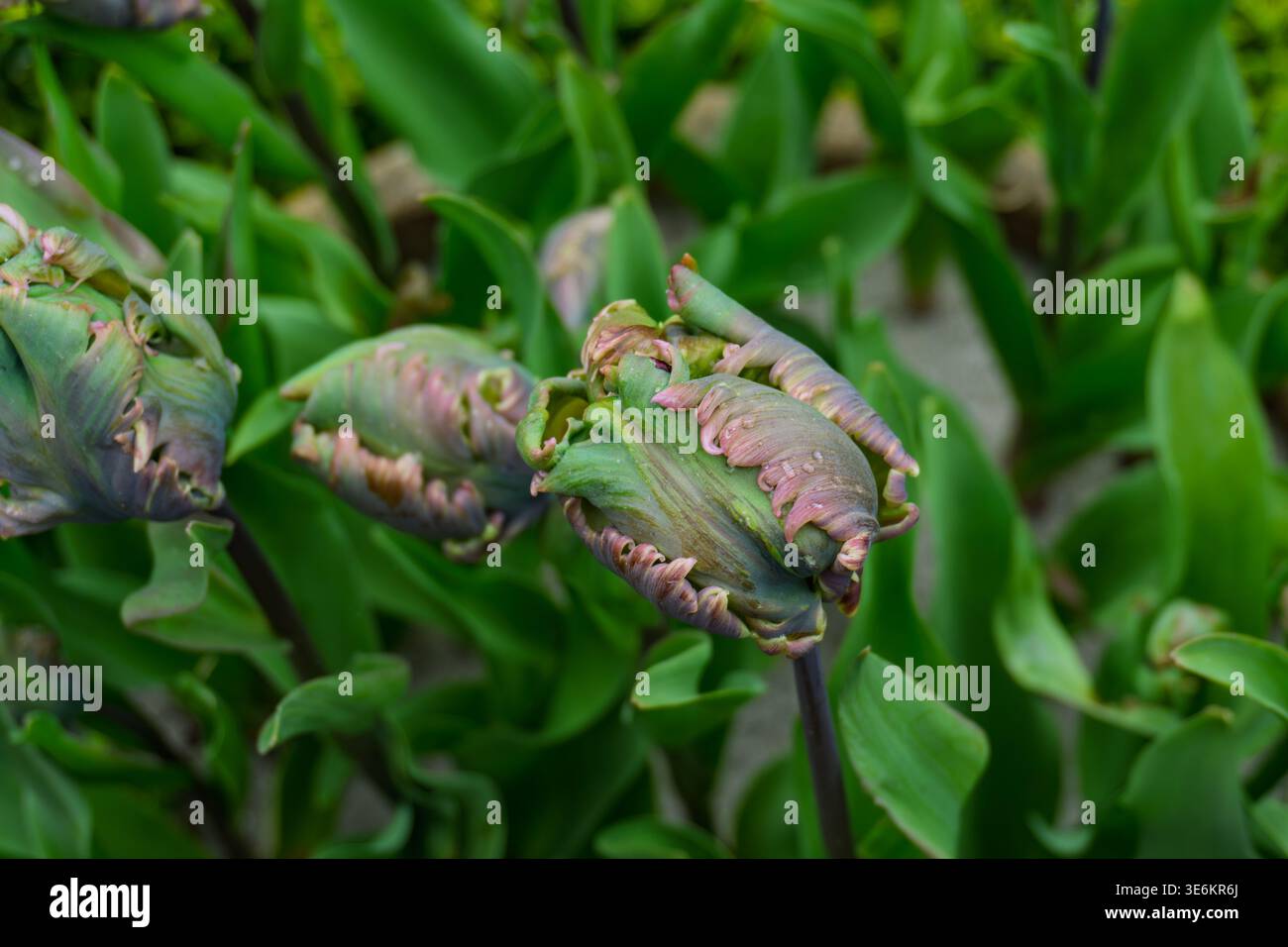 gli esclusivi boccioli di tulipani di pappagallo presentano petali con frange e volant Foto Stock
