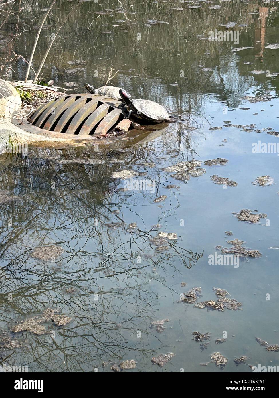 Le invasive tartarughe Pond Slider emergono dal loro torpore invernale da uno stagno per crogiolarsi su una griglia fognaria nella contea di Oakland, Michigan, USA. Foto Stock