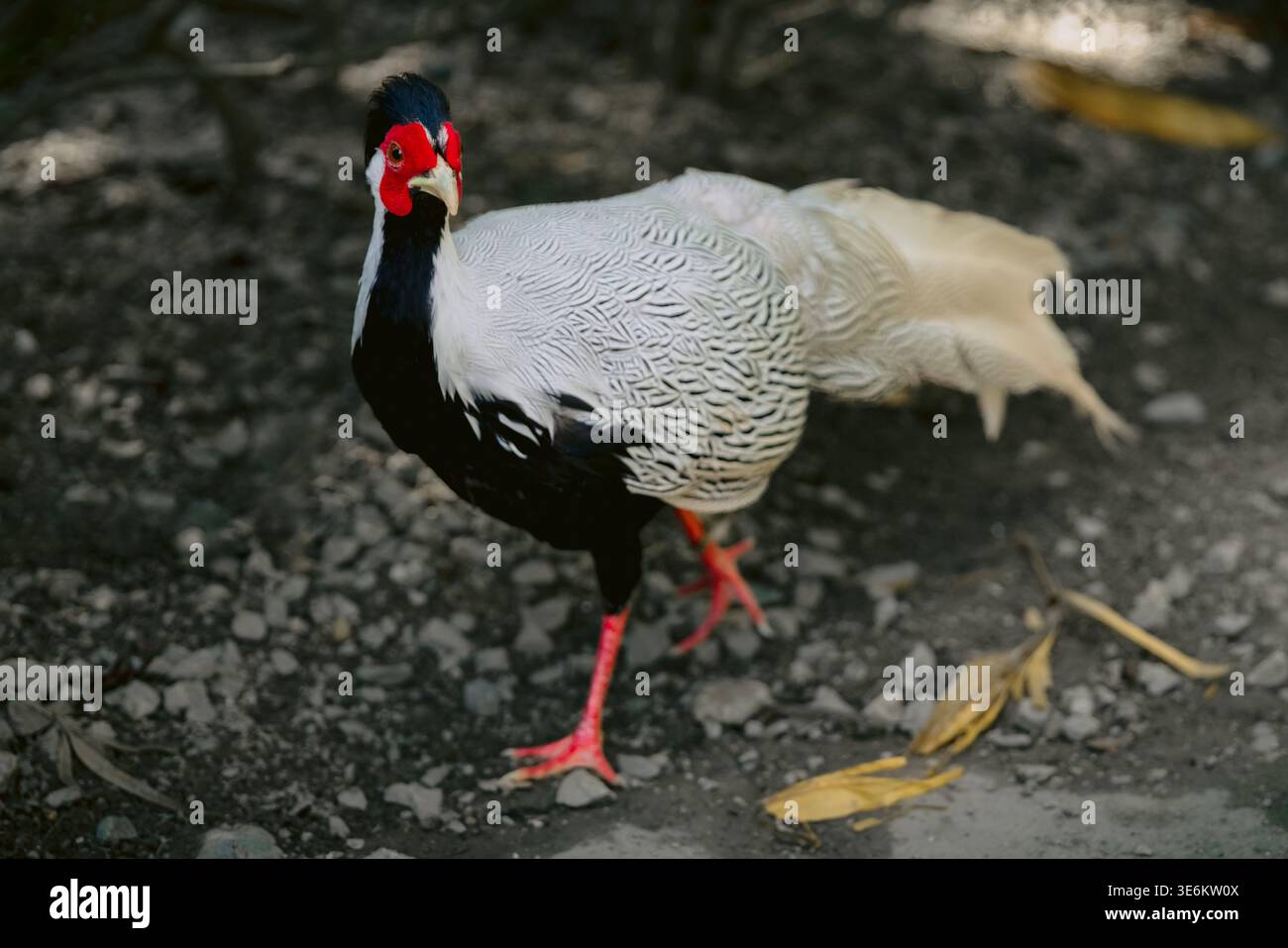 Fagiano d'argento da vicino nel parco ornitologico di lophura nycthemera Foto Stock