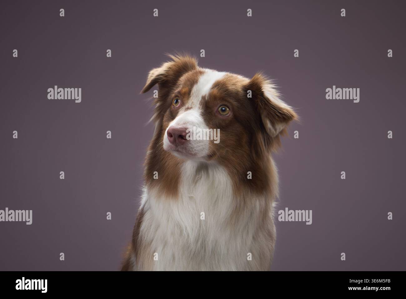 Il cane gira la testa con uno sguardo attento. La postura è verticale e silenziosa. Foto Stock