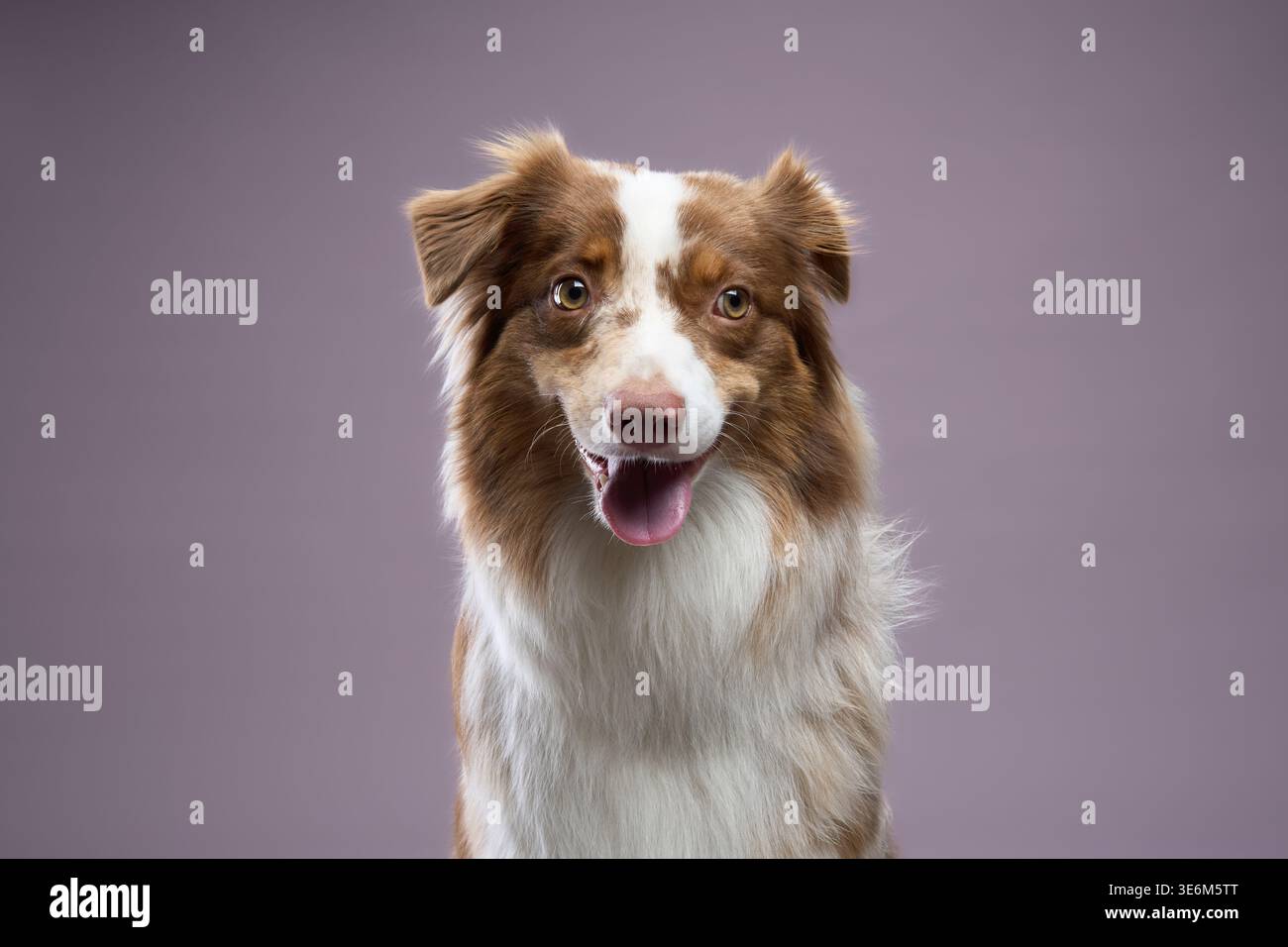 Il cane guarda in avanti con un sorriso a bocca aperta. La sua postura amichevole e gli occhi mostrano un'energia calma. Foto Stock
