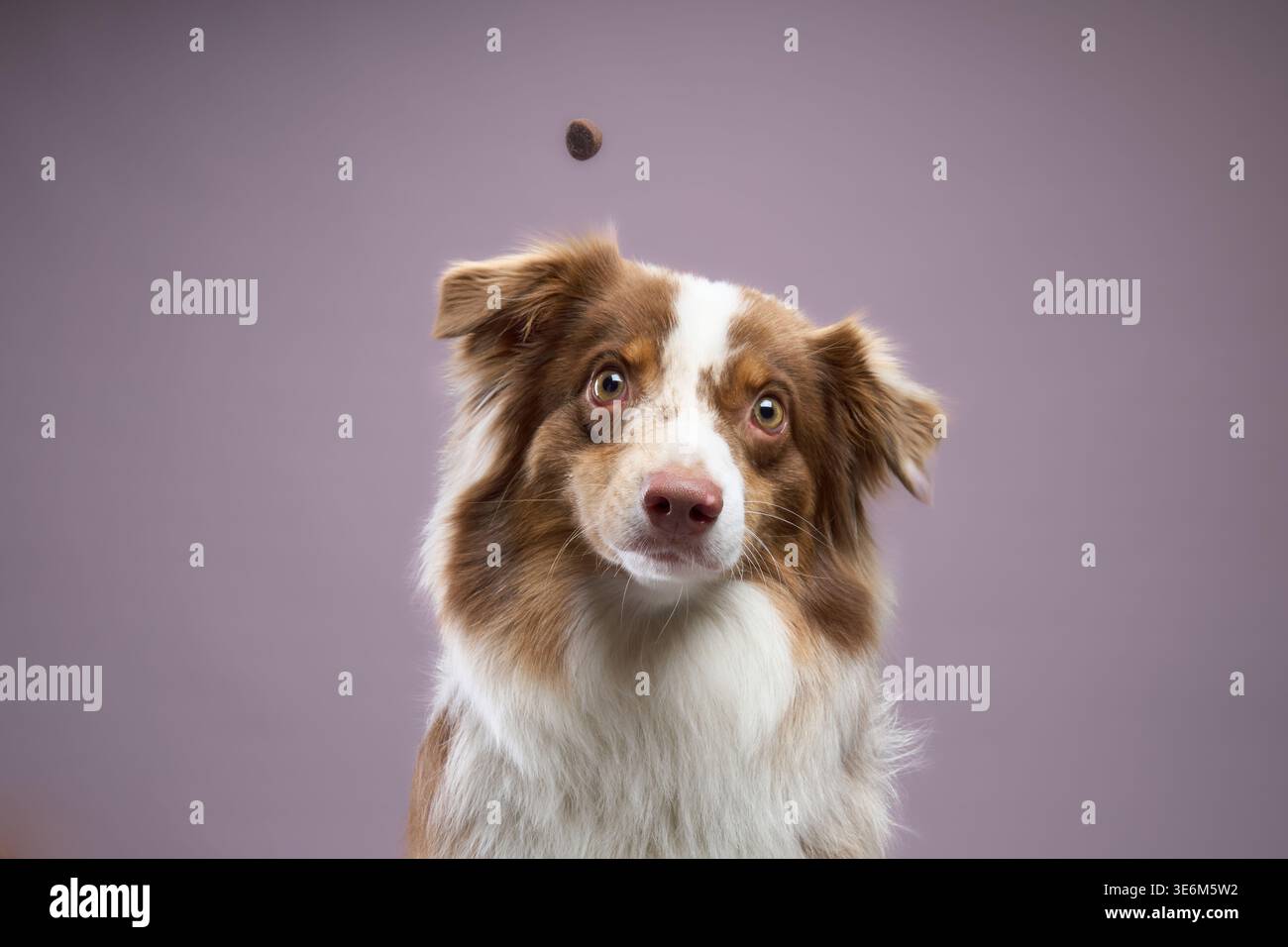 Un Border Collie guarda verso l'alto con occhi concentrati mentre una delizia si alza sopra. Lo sfondo è minimo e pulito. Foto Stock